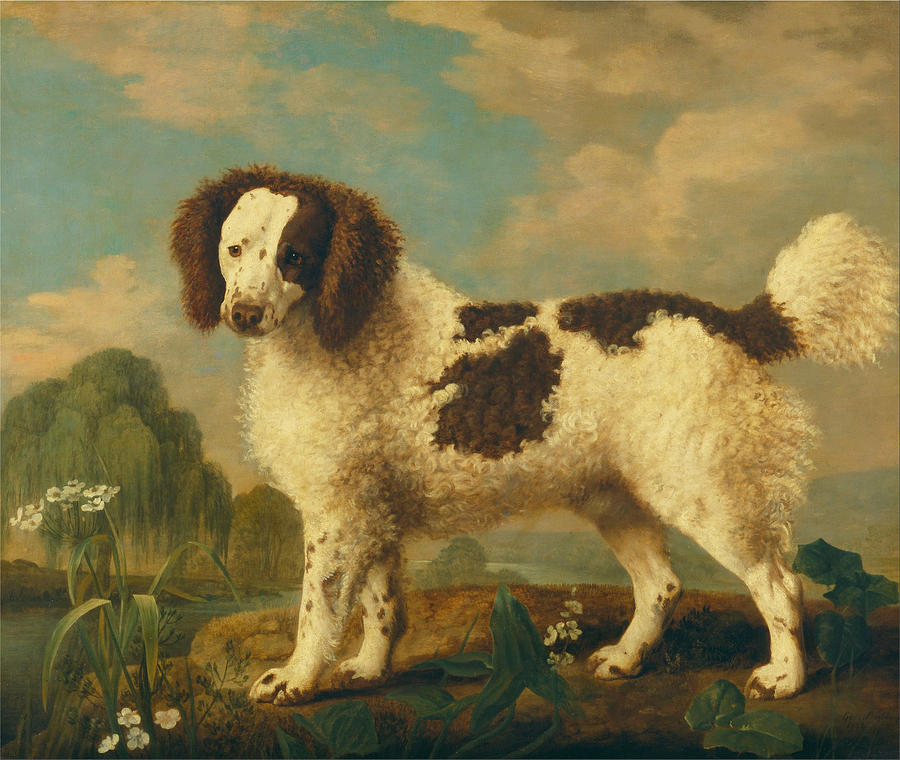 Brown and White Norfolk or Water Spaniel Painting by George Stubbs