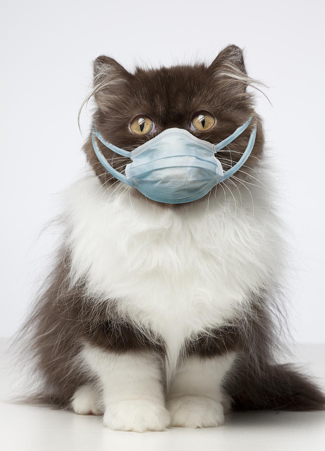 Brown and White Persian Cat wearing germ mask  Photograph by GK Hart/Vikki Hart