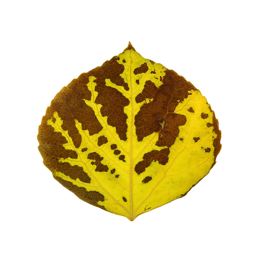 Aspen Leaf Digital Art - Brown and Yellow Aspen Leaf 1 by Agustin Goba