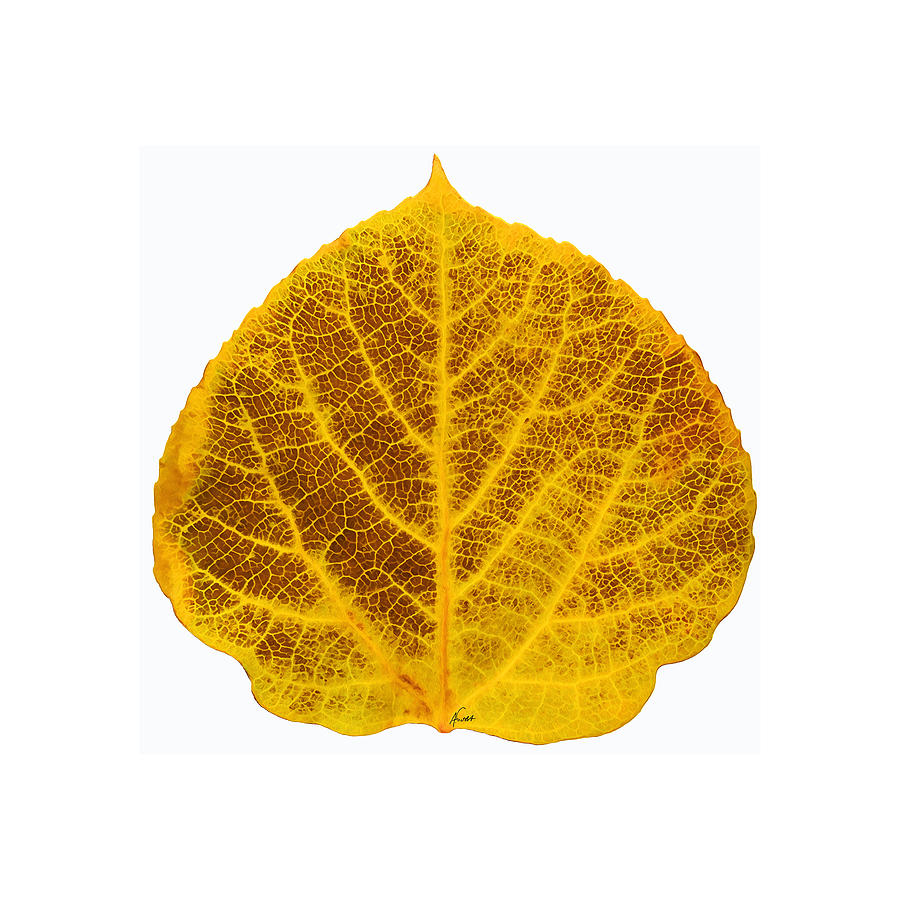Brown and Yellow Aspen Leaf 2 Digital Art by Agustin Goba