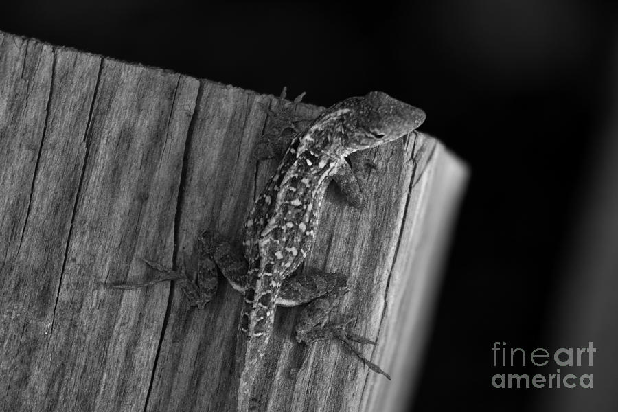 National Parks Photograph - Brown Anole by David Rucker