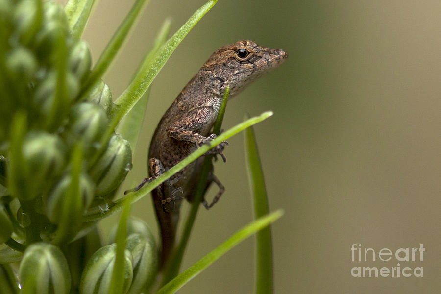 Reptile Photograph - Brown Anole by Meg Rousher