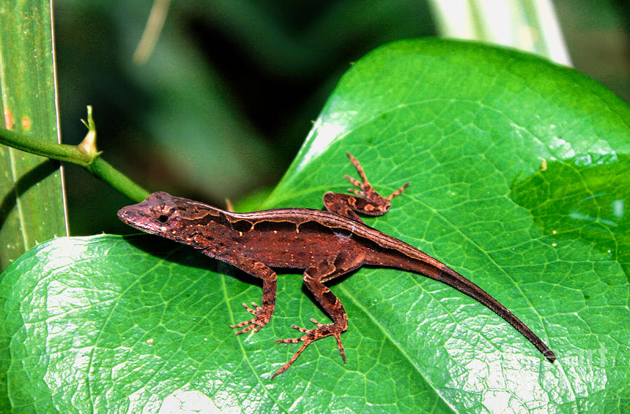 Brown Anole Photograph by Richard Lynch