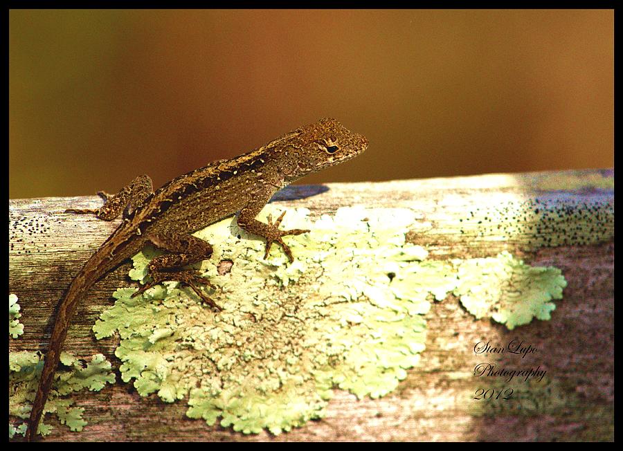 Lizard Photograph - Brown Anole by Stanley Lupo