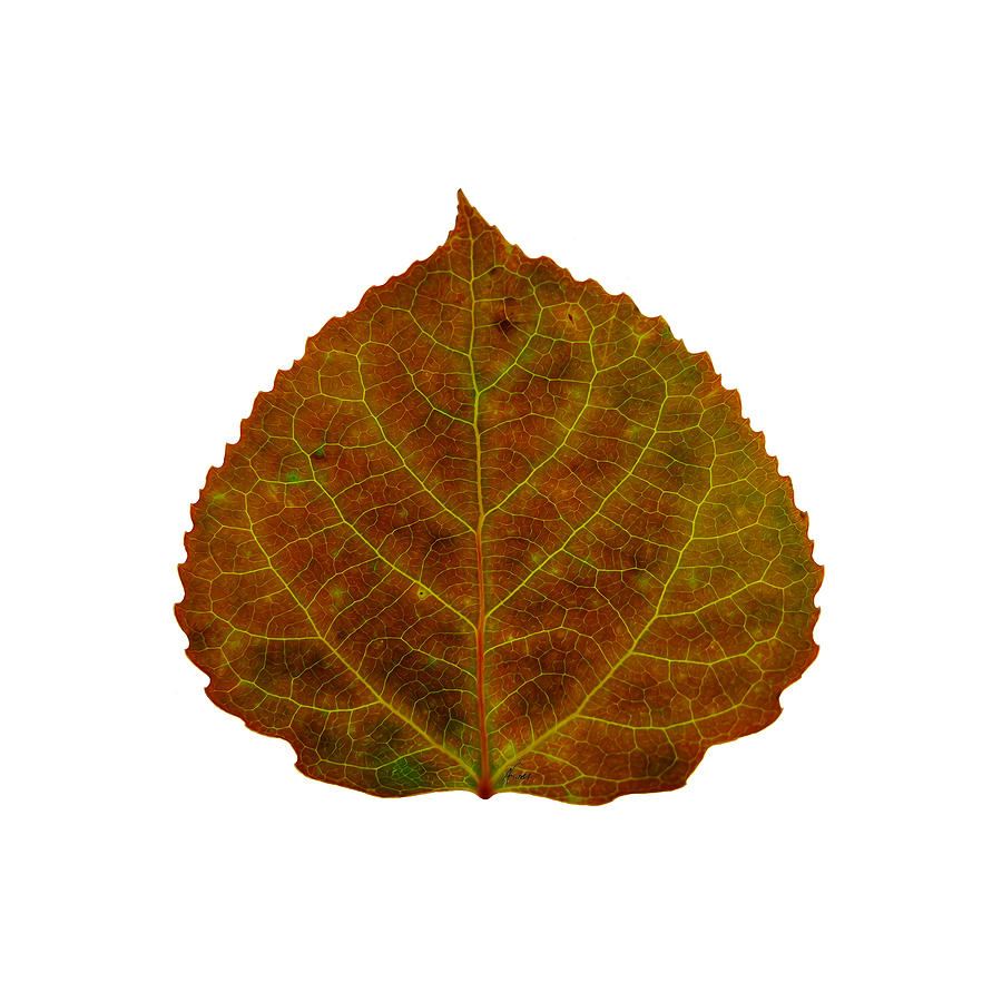 Brown Aspen Leaf 2 Digital Art by Agustin Goba