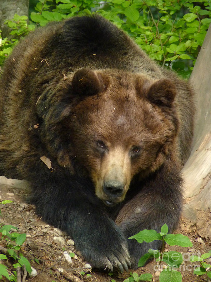 Brown Bear - Alert Photograph by Phil Banks