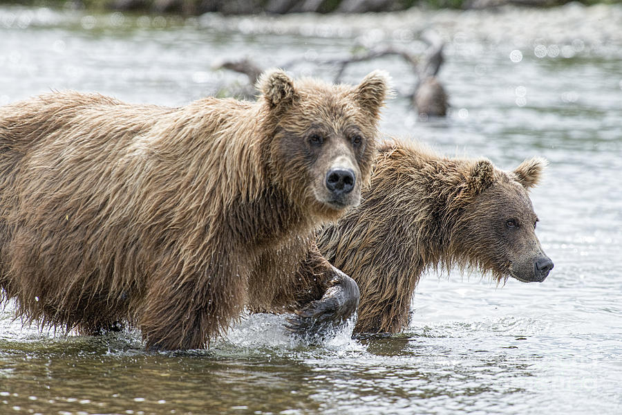 Brown Bear And Cub Coming Upstream Photograph by Dan Friend