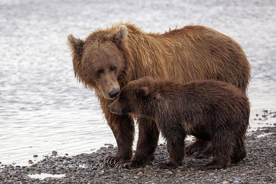 Brown Bear And Cub Photograph by Daniel A. Leifheit