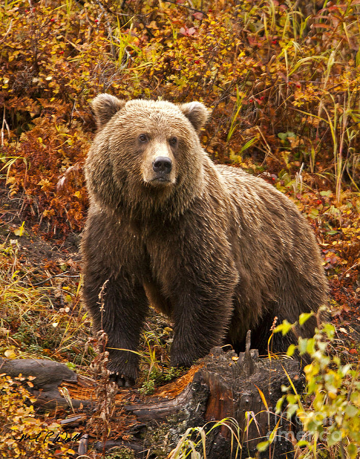 Медведь млекопитающее. Млекопитающие медведь. Bear in autumn. Autumn Bear. Russian Bear in autumn.