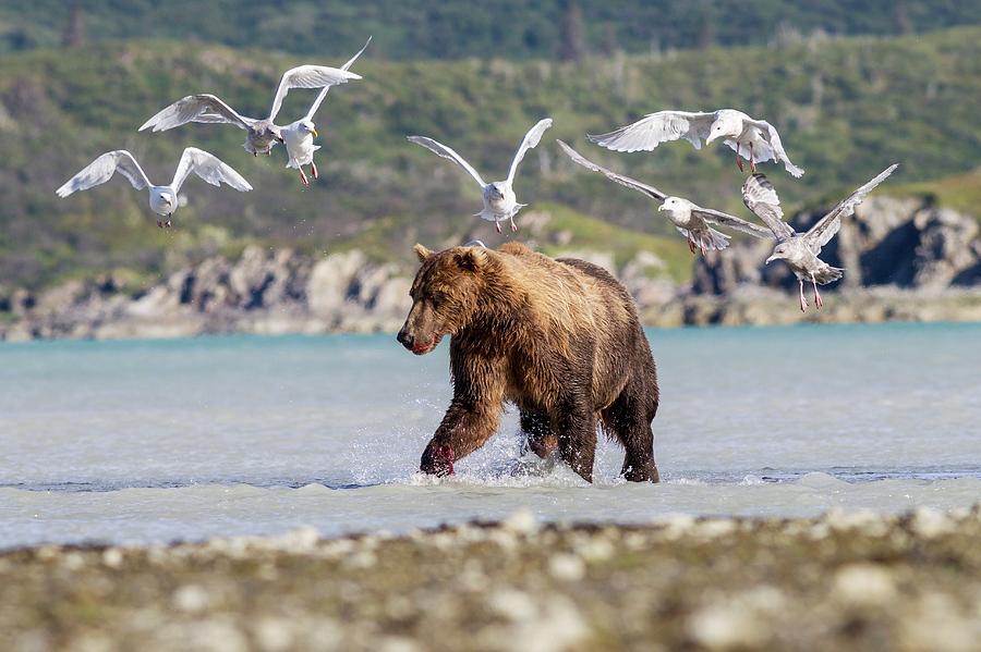 Katmai National Park And Preserve Photograph - Brown Bear And Seagulls by John Devries