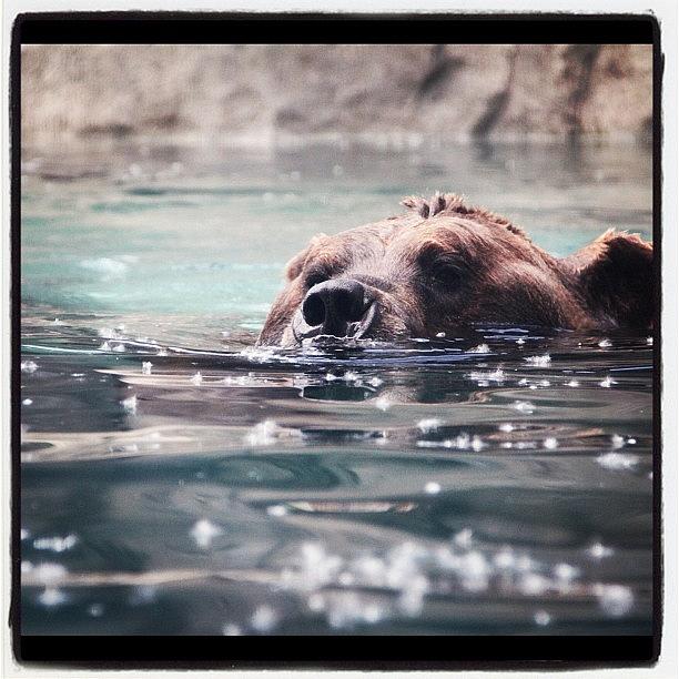 Nature Photograph - Brown Bear by Aran Ackley