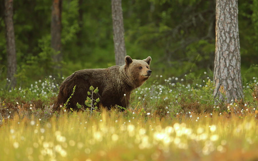 Summer Photograph - Brown Bear by Assaf Gavra