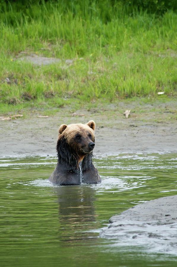 Brown Bear At Alaska Wildlife Photograph by Mark Newman