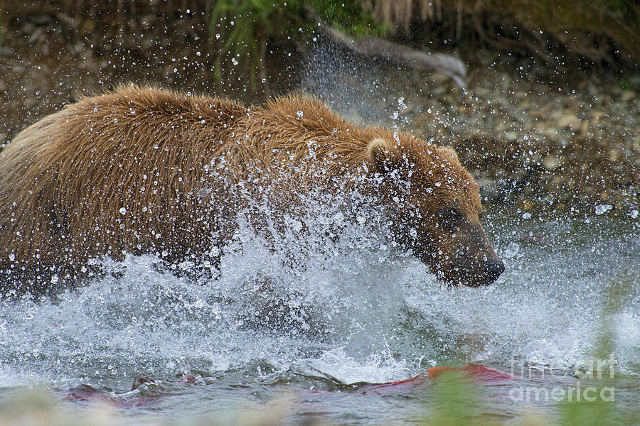 Brown Bear Attempting Get Salmon Photograph by Dan Friend