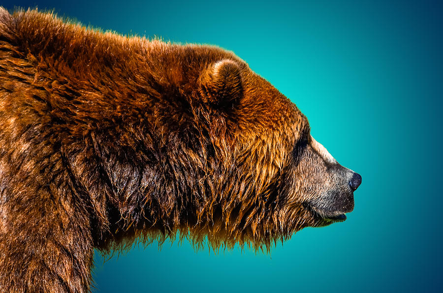 Brown Bear Photograph by Brian Stevens