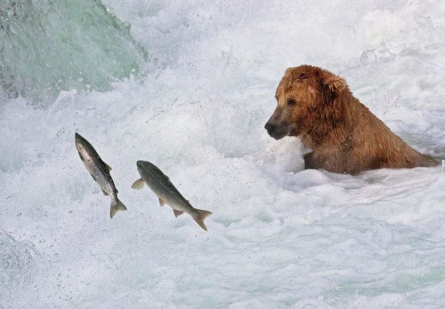 Brown Bear Catching Salmon At Brooks Photograph by Keren Su