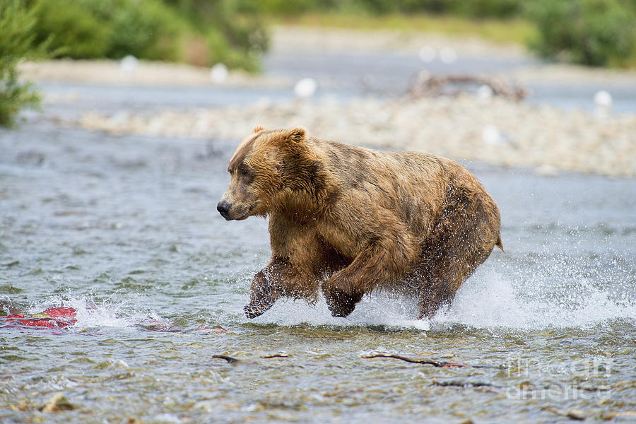 Brown bear chasing salmon Photograph by Dan Friend