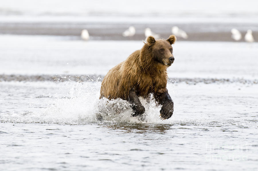 Brown Bear Chasing Salmon Photograph by William H Mullins