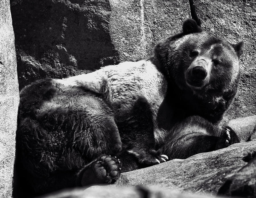 Black And White Photograph - Brown Bear by Flees Photos