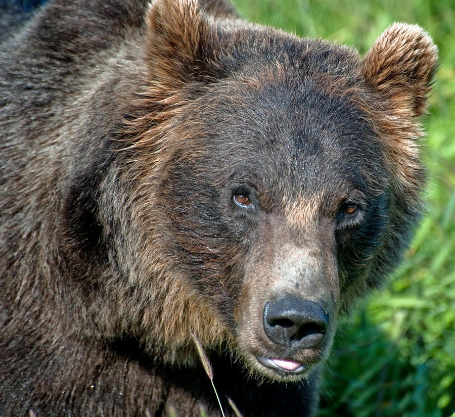 Brown bear Photograph by Clint Pickarsky - Fine Art America