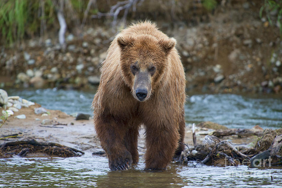 Brown Bear Coming In Water Photograph by Dan Friend