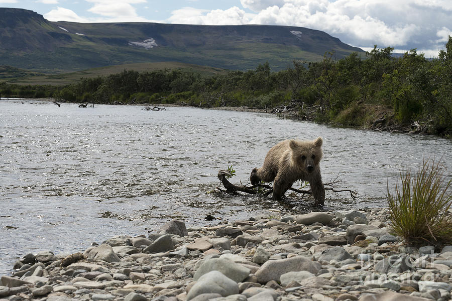 Brown bear cub coming ashore Photograph by Dan Friend