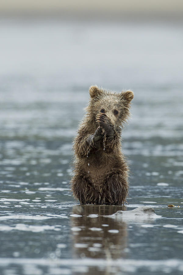 Brown Bear Cub Photograph by D Robert Franz