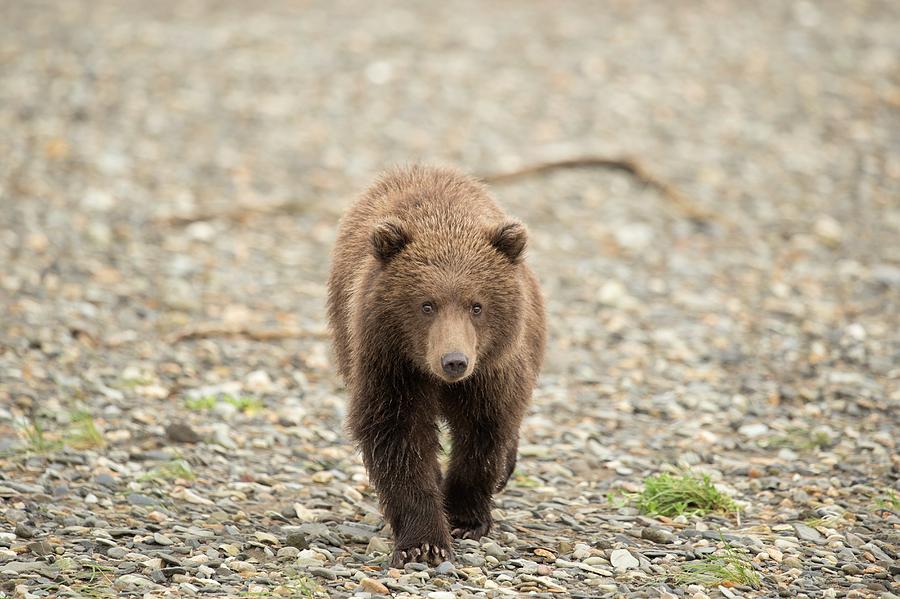 Katmai National Park Photograph - Brown Bear Cub by Dr P. Marazzi/science Photo Library