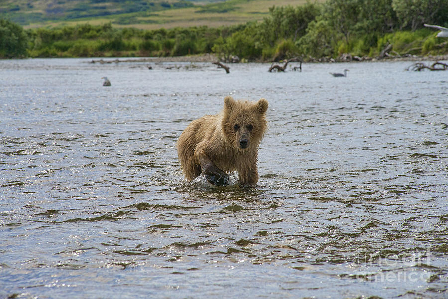 Brown Bear Cub Following Mother Brown Bear Photograph by Dan Friend