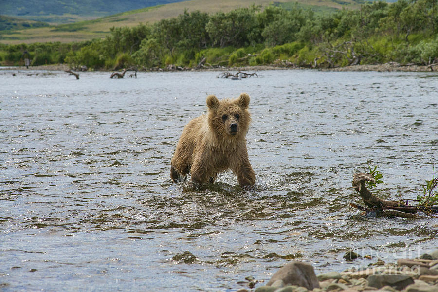 Brown Bear Cub Following Mother Up Stream Photograph by Dan Friend