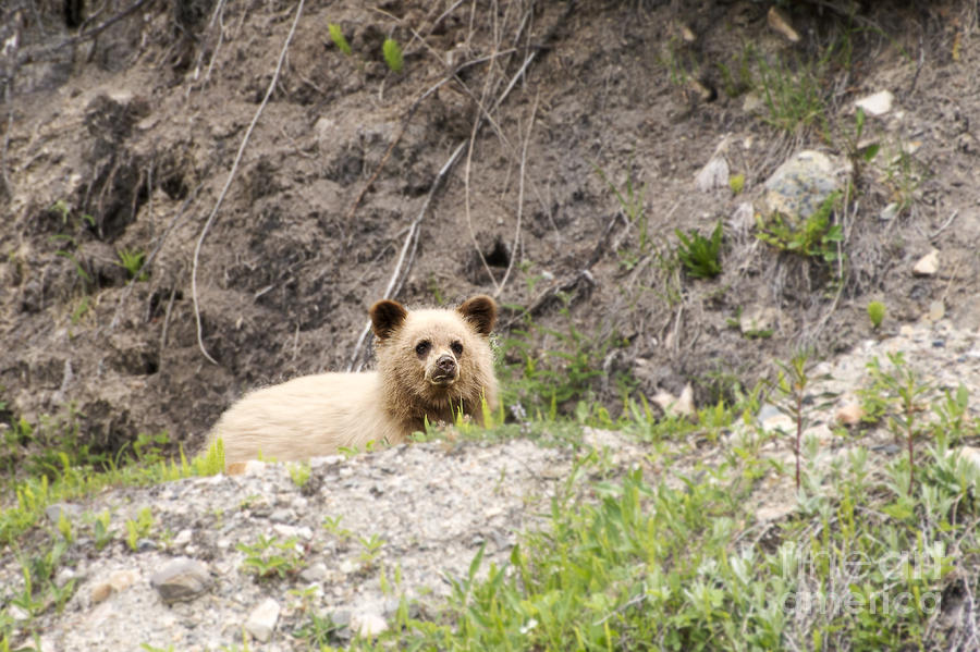 Brown bear cub Photograph by Ivy Ho