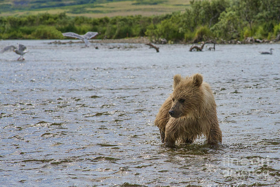 Brown bear cub looking at salmon in water Photograph by Dan Friend