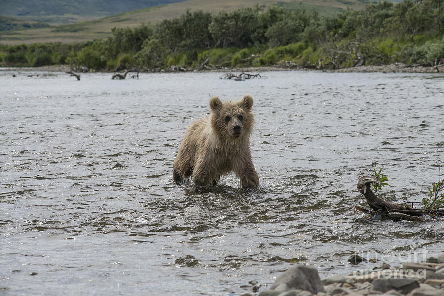 Brown bear cub looking for his mother upstream Photograph by Dan Friend