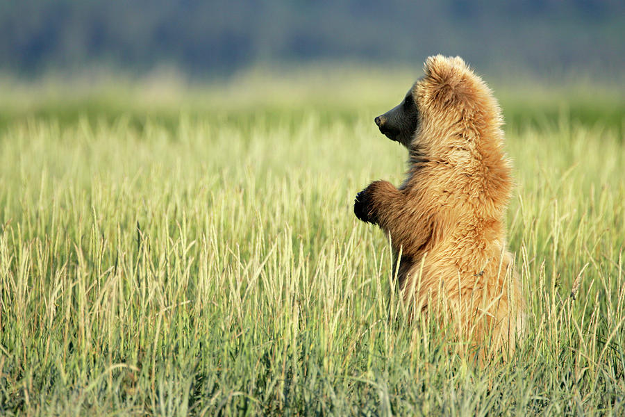 Katmai National Park Photograph - Brown Bear Cub by Manuel Presti/science Photo Library
