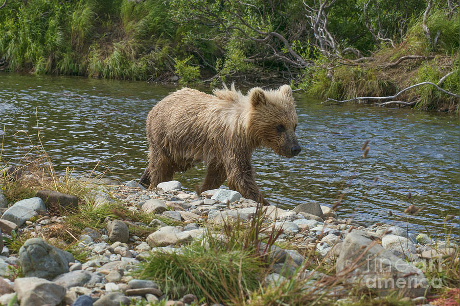 Brown Bear Cub On Bank Following Mother Upstream Photograph by Dan Friend