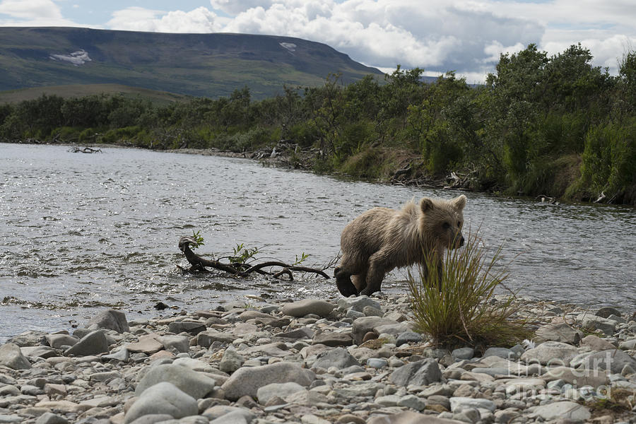 Brown bear cub walking on shore Photograph by Dan Friend