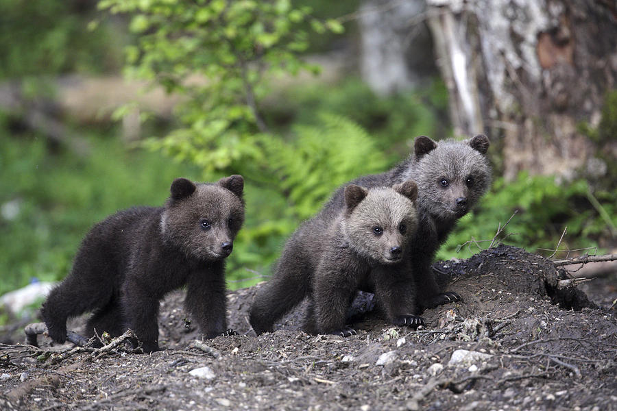 Brown Bear Cubs Croatia Photograph by Lesley van Loo