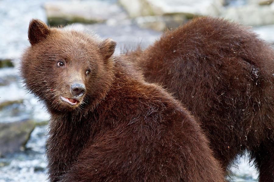 Katmai National Park And Preserve Photograph - Brown Bear Cubs by John Devries