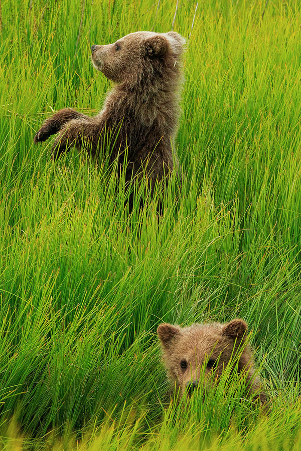 Brown Bear Cubs, Lake Clark National Photograph by Mint Images/ Art Wolfe