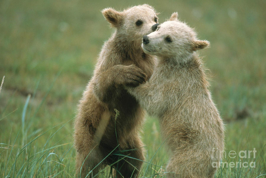Brown Bear Cubs Photograph by Mark Newman