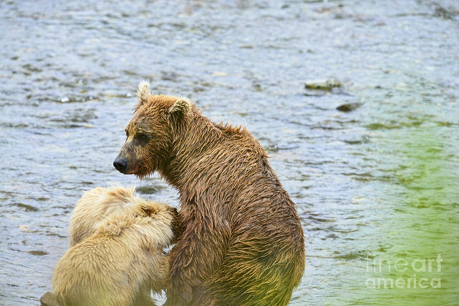 Brown bear cubs nursing Photograph by Dan Friend