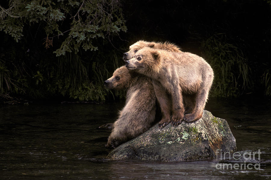 Brown Bear Cubs Photograph by Ron Sanford