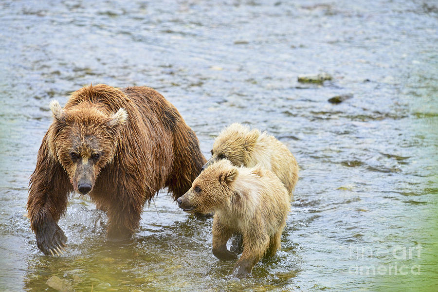 Brown bear cubs wanting to nurse Photograph by Dan Friend