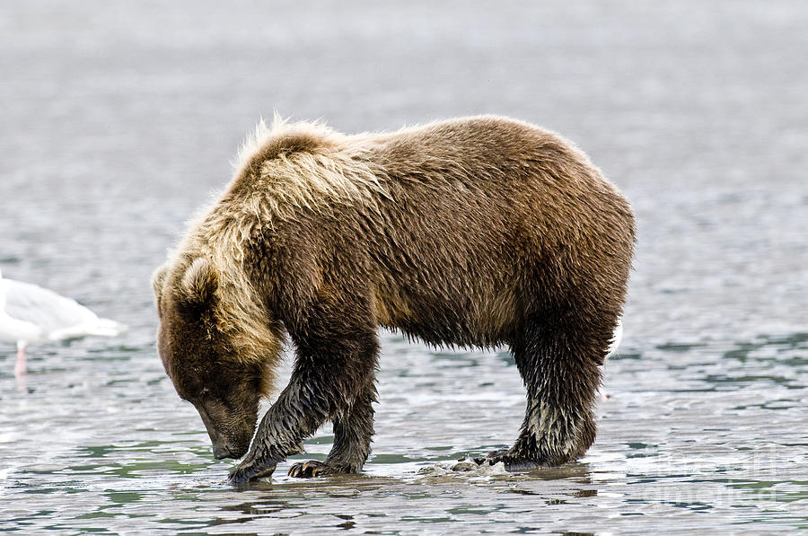 Brown Bear Digging Clams Photograph by William H. Mullins