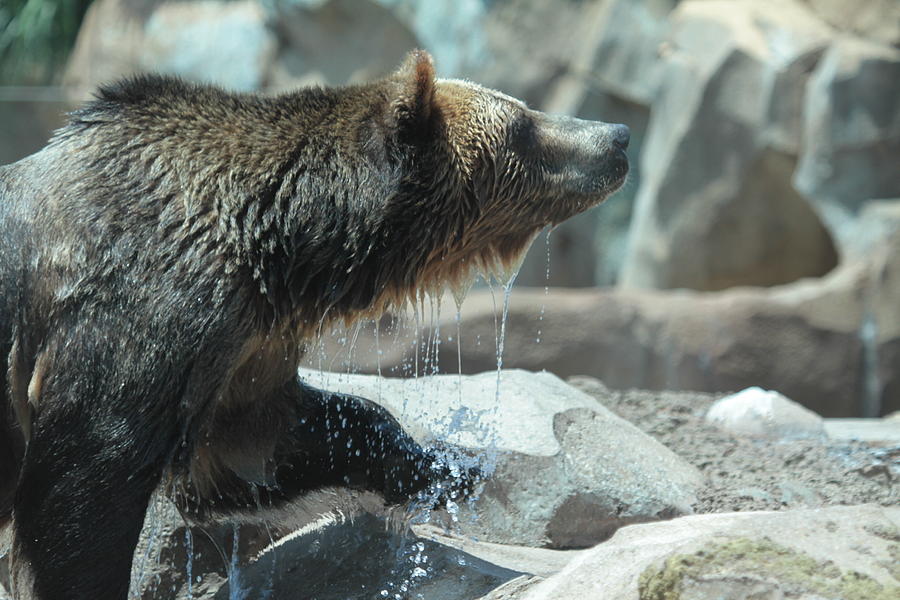 Bear Photograph - Brown bear by Dwight Cook