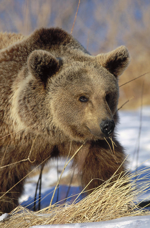 Brown Bear Eating Dry Grasses Photograph by Konrad Wothe