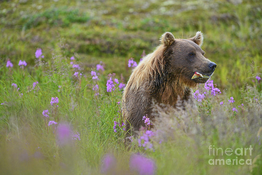Brown Bear Eating Salmon In Field Photograph by Dan Friend