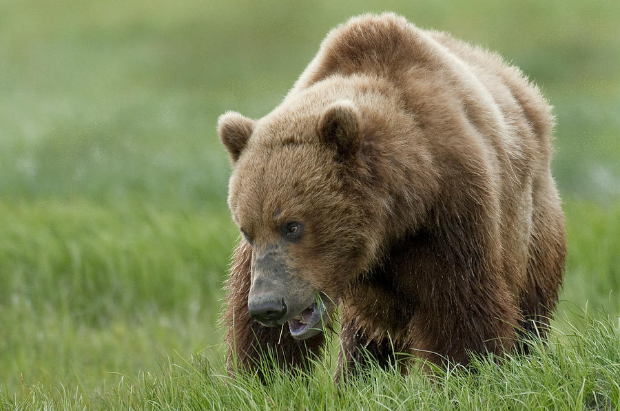 Katmai National Park Photograph - Brown Bear Eating Sedge Grasses In by Cathy Hart
