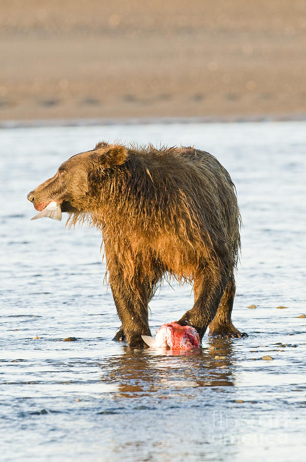 Brown Bear Eating Silver Salmon Photograph by William H. Mullins