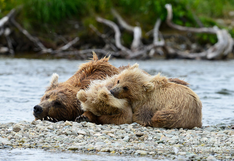 Brown bear family sleeping middle of creek Photograph by Dan Friend